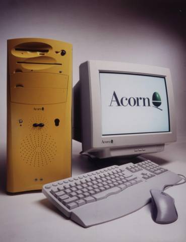 Acorn Phoebe